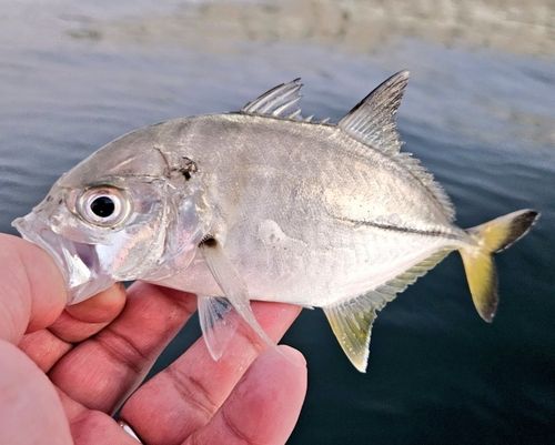ギンガメアジの釣果