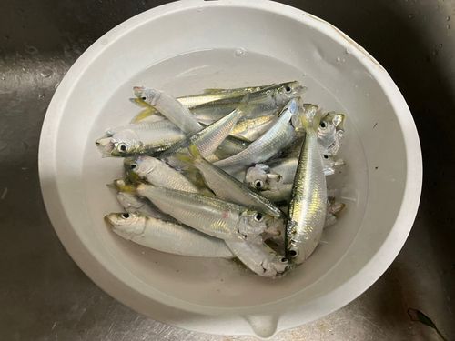 ママカリの釣果