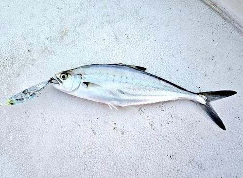 イケカツオの釣果