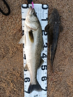 シーバスの釣果