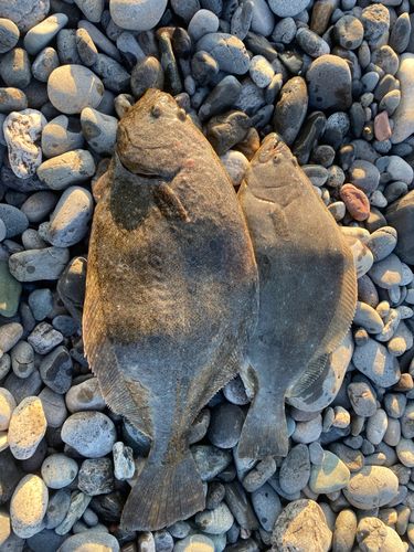 ヒラメの釣果