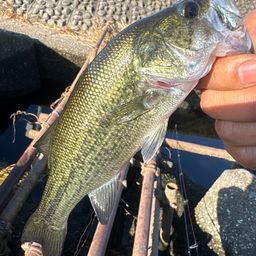 ラージマウスバス