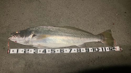 オオニベの釣果