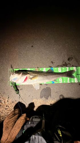 シーバスの釣果