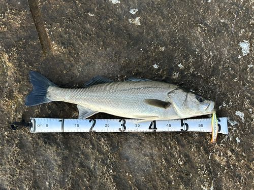 マルスズキの釣果