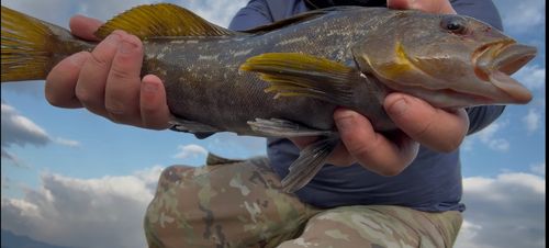 アイナメの釣果