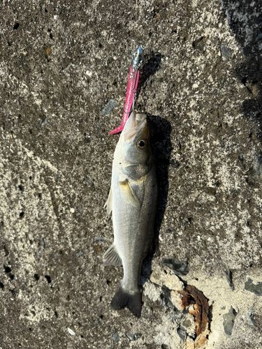 セイゴ（マルスズキ）の釣果