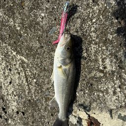 セイゴ（マルスズキ）