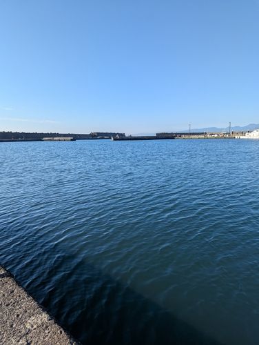 ヒイラギの釣果