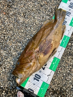 ホウキハタの釣果