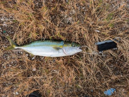 ヤズの釣果