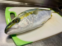 フクラギの釣果