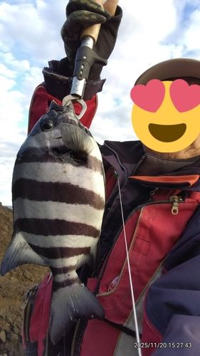 サンバソウの釣果