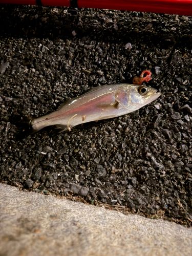 セイゴ（ヒラスズキ）の釣果