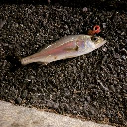 セイゴ（ヒラスズキ）