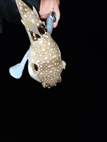 クサフグの釣果