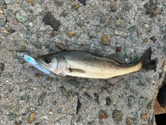 セイゴ（マルスズキ）の釣果