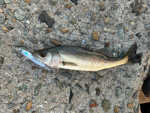 セイゴ（マルスズキ）の釣果