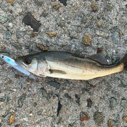 セイゴ（マルスズキ）