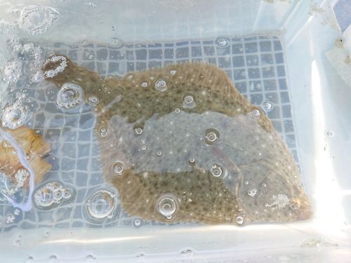 イシガレイの釣果