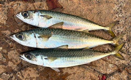 サバの釣果