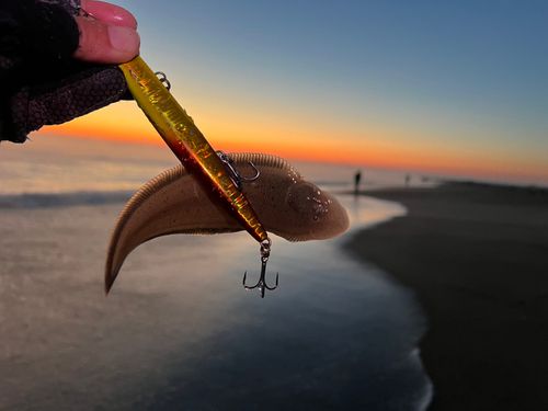シタビラメの釣果