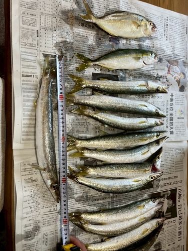 アカカマスの釣果