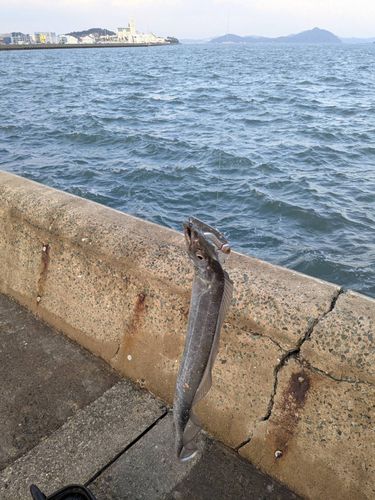 タチウオの釣果