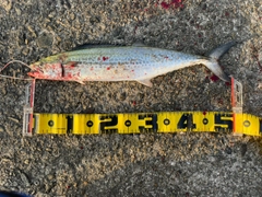サゴシの釣果