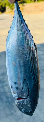 スマガツオの釣果