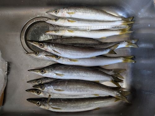 アカカマスの釣果