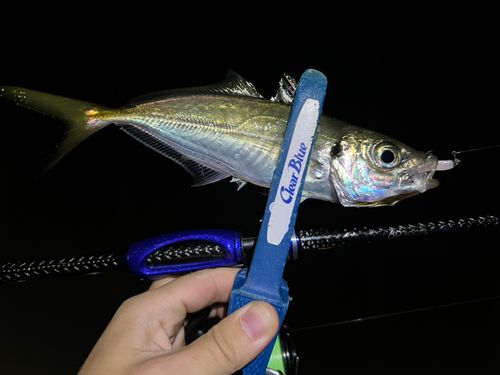 マアジの釣果