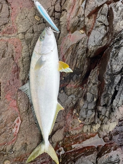 ヒラマサの釣果