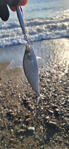 イケカツオの釣果