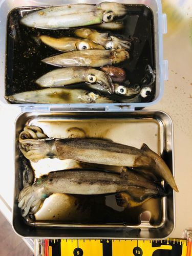 イカの釣果