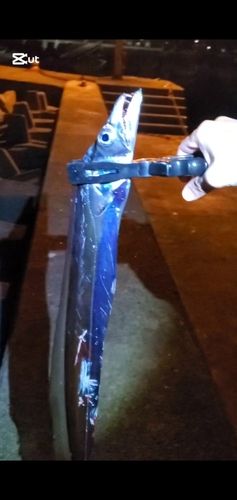 タチウオの釣果