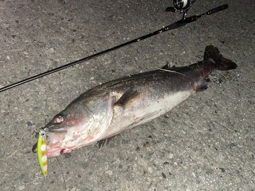 シーバスの釣果