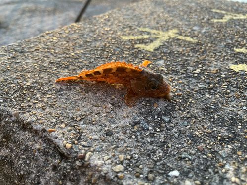 平磯海づり公園