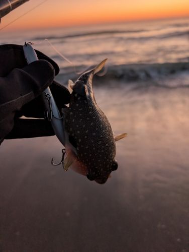 フグの釣果