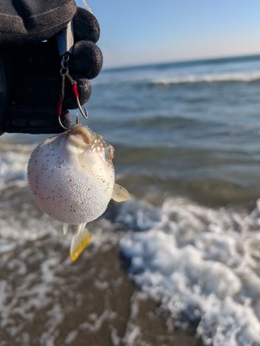 フグの釣果