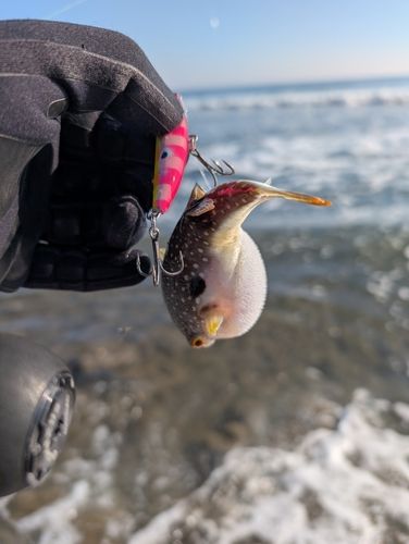 フグの釣果