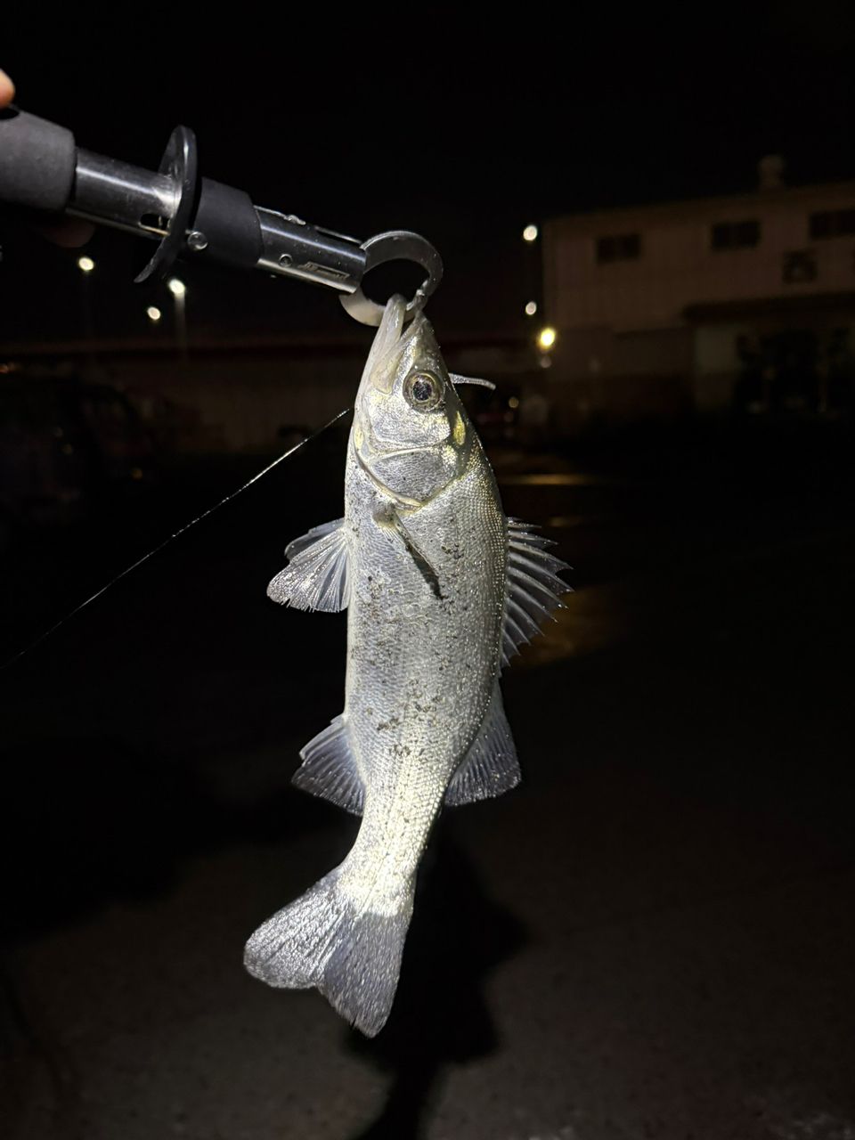 セイゴ（ヒラスズキ）