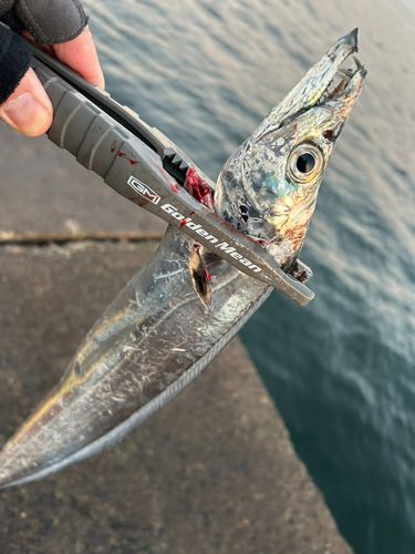 タチウオの釣果