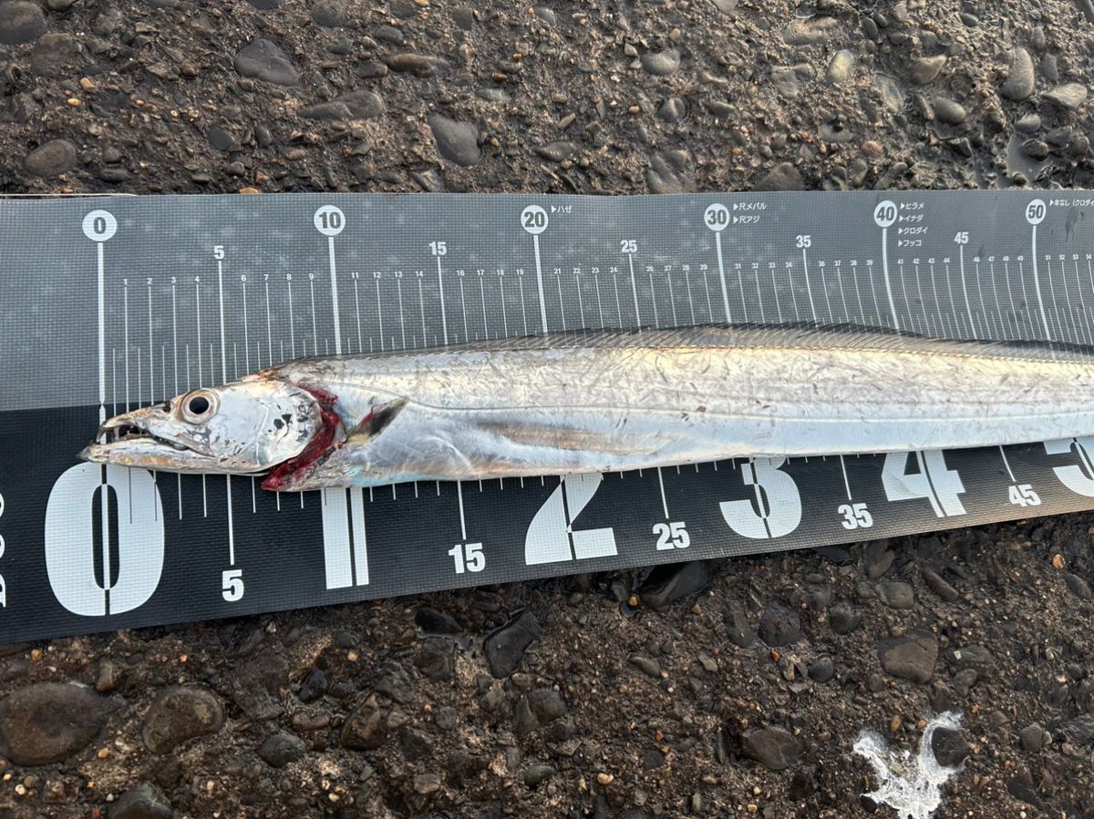 bob9さんの釣果 2枚目の画像