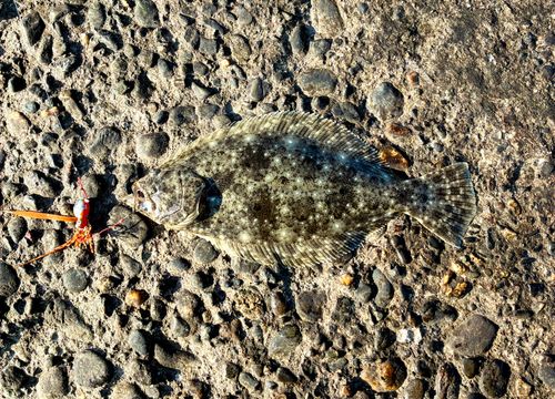 ヒラメの釣果