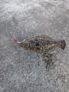 ヒラメの釣果
