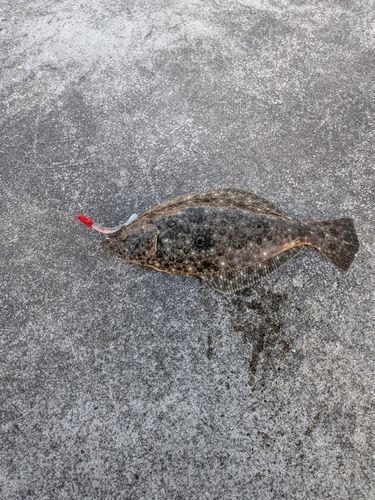 ヒラメの釣果