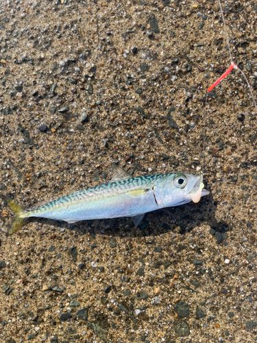 サバの釣果