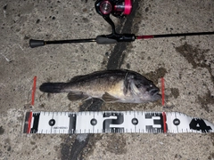 クロソイの釣果