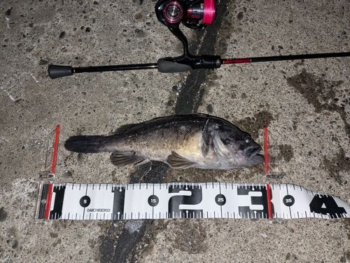 クロソイの釣果